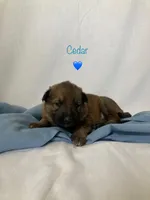 Cedar , a male German Shepherd Dog for sale in Goshen, IN – Photo 2 of 4