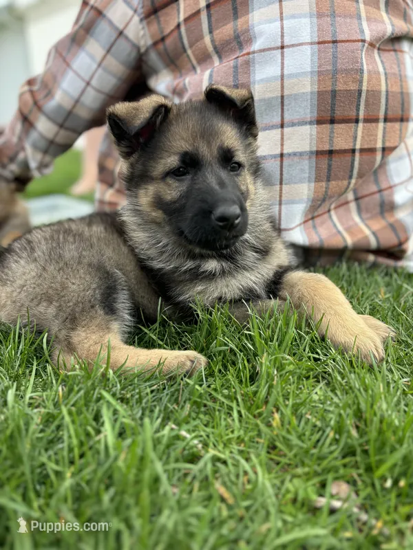 Magnolia  – German Shepherd Dog puppy for sale in Goshen, IN