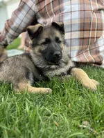 Magnolia , a female German Shepherd Dog for sale in Goshen, IN – Photo 1 of 7