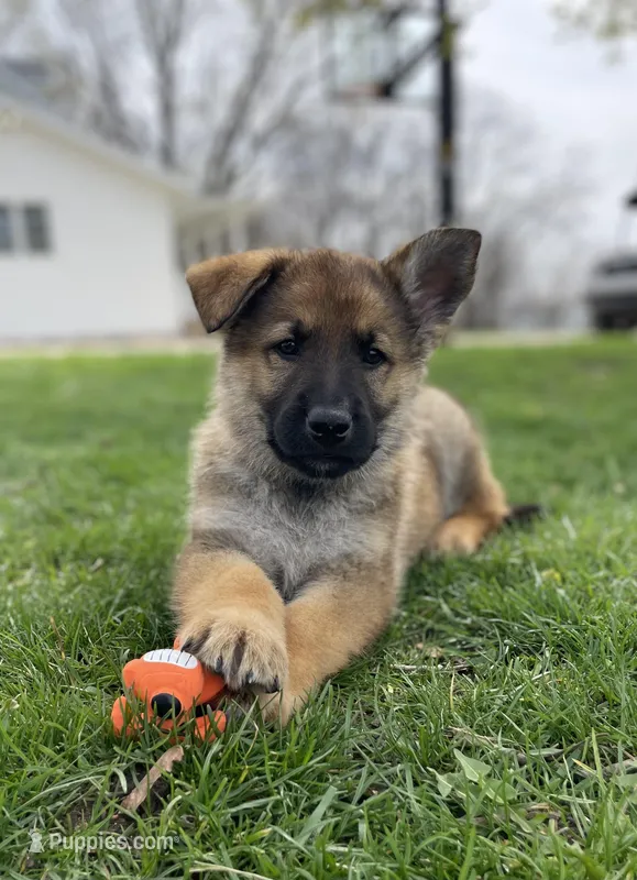 Cedar  – German Shepherd Dog puppy for sale in Goshen, IN