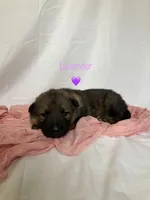 Lavender , a female German Shepherd Dog for sale in Goshen, IN – Photo 2 of 4