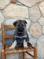 Lavender , a female German Shepherd Dog for sale in Goshen, IN – Photo 1 of 4