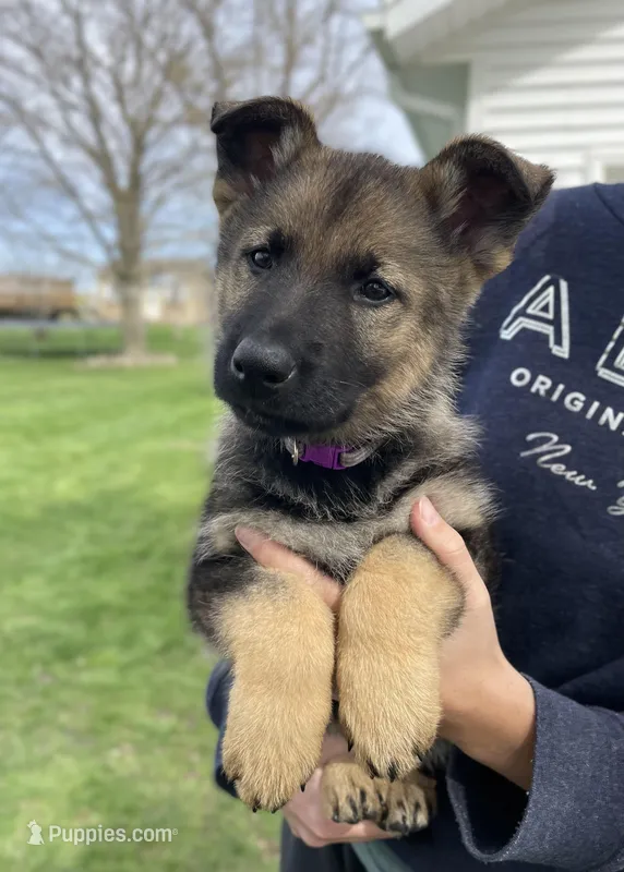 Lavender  – German Shepherd Dog puppy for sale in Goshen, IN