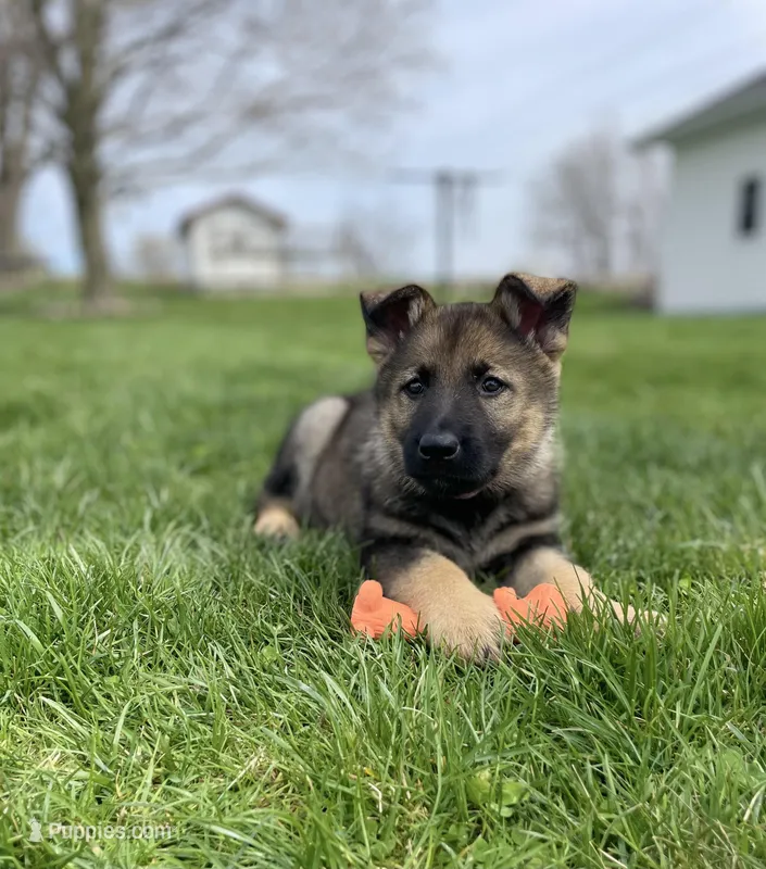 Lavender  – German Shepherd Dog puppy for sale in Goshen, IN