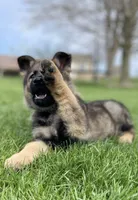 Lavender , a female German Shepherd Dog for sale in Goshen, IN – Photo 3 of 4