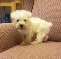 Austin, a male Miniature Schnauzer for sale in Kansas City, KS – 2 of 5