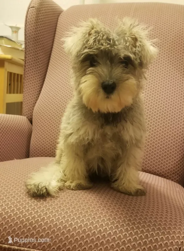 Colton – Miniature Schnauzer puppy for sale in Kansas City, KS