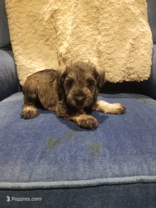 Colby – Miniature Schnauzer puppy for sale in Kansas City, KS