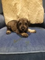 Colby, a male Miniature Schnauzer for sale in Kansas City, KS – 3 of 4