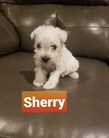 Sherry, a female Miniature Schnauzer for sale in Kansas City, KS – Photo 3 of 6