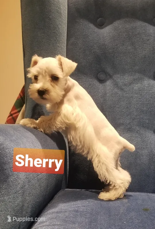 Sherry