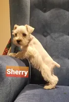 Sherry, a female Miniature Schnauzer for sale in Kansas City, KS – Photo 1 of 6