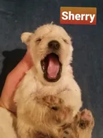 Sherry, a female Miniature Schnauzer for sale in Kansas City, KS – Photo 4 of 6