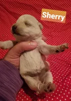 Sherry, a female Miniature Schnauzer for sale in Kansas City, KS – Photo 5 of 6