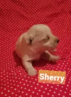 Sherry, a female Miniature Schnauzer for sale in Kansas City, KS – Photo 6 of 6