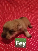 Fey, a female Miniature Schnauzer for sale in Kansas City, KS – Photo 5 of 5