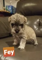 Fey, a female Miniature Schnauzer for sale in Kansas City, KS – Photo 2 of 5