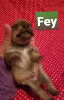 Fey, a female Miniature Schnauzer for sale in Kansas City, KS – Photo 4 of 5