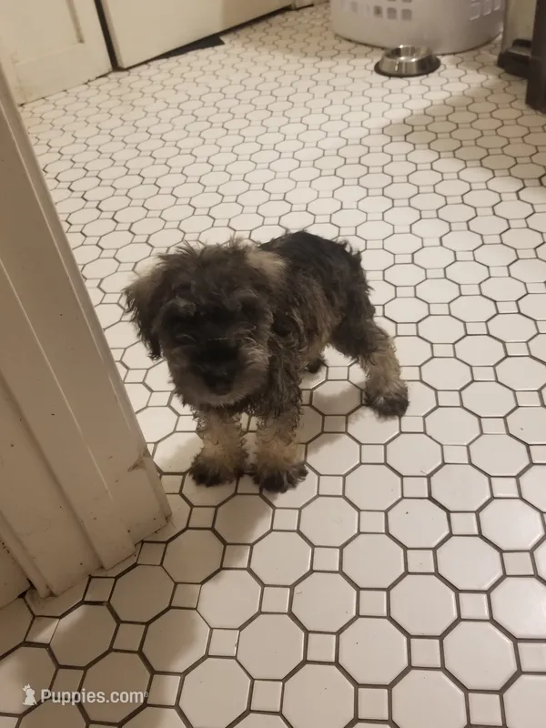 Colby – Miniature Schnauzer puppy for sale in Kansas City, KS