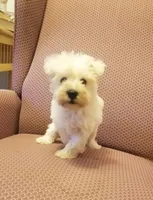 Austin, a male Miniature Schnauzer for sale in Kansas City, KS – 4 of 5