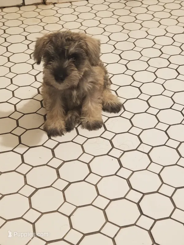 Ashley – Miniature Schnauzer puppy for sale in Kansas City, KS