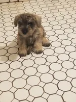 Ashley, a female Miniature Schnauzer for sale in Kansas City, KS – 1 of 4