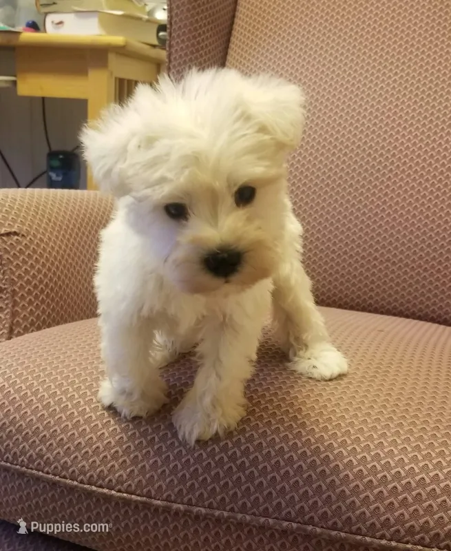 Austin – Miniature Schnauzer puppy for sale in Kansas City, KS