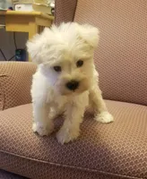 Austin, a male Miniature Schnauzer for sale in Kansas City, KS – 1 of 5