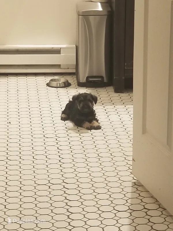 Colton – Miniature Schnauzer puppy for sale in Kansas City, KS