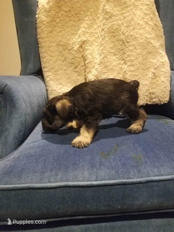 Colton – Miniature Schnauzer puppy for sale in Kansas City, KS