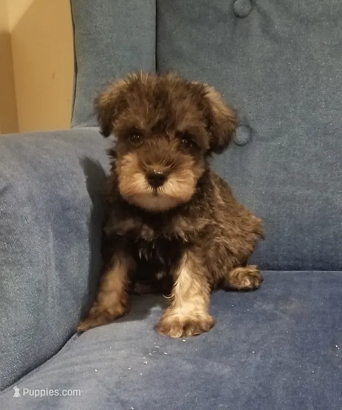 Caleb – Miniature Schnauzer puppy for sale in Kansas City, KS