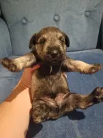 Colby, a male Miniature Schnauzer for sale in Kansas City, KS – 1 of 1
