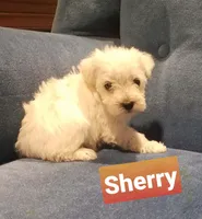 Sherry, a female Miniature Schnauzer for sale in Kansas City, KS – Photo 2 of 6