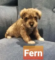 Fern, a female Miniature Schnauzer for sale in Kansas City, KS – Photo 1 of 5