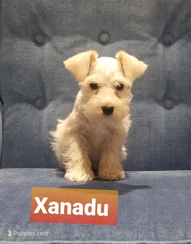 Xanadu