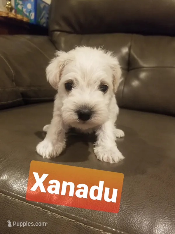 Xanadu