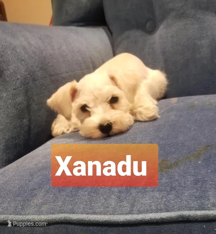 Xanadu