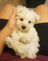 Austin, a male Miniature Schnauzer for sale in Kansas City, KS – 5 of 5