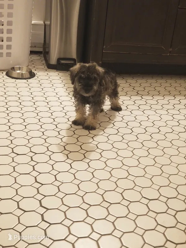 Colby – Miniature Schnauzer puppy for sale in Kansas City, KS