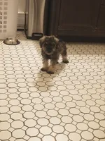Colby, a male Miniature Schnauzer for sale in Kansas City, KS – 2 of 4