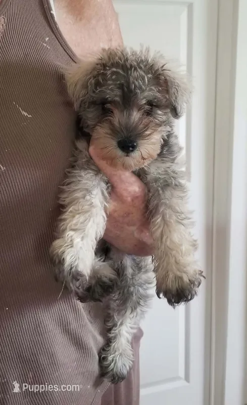 Colton – Miniature Schnauzer puppy for sale in Kansas City, KS
