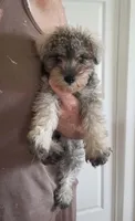 Colton, a male Miniature Schnauzer for sale in Kansas City, KS – 1 of 1