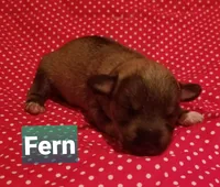 Fern, a female Miniature Schnauzer for sale in Kansas City, KS – Photo 4 of 5