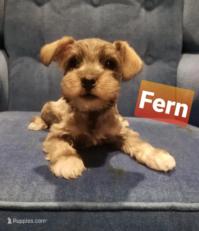 Fern