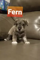Fern, a female Miniature Schnauzer for sale in Kansas City, KS – Photo 2 of 5