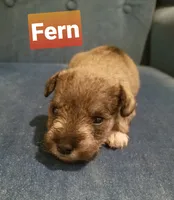 Fern, a female Miniature Schnauzer for sale in Kansas City, KS – Photo 3 of 5