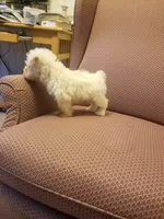 Austin, a male Miniature Schnauzer for sale in Kansas City, KS – 3 of 5