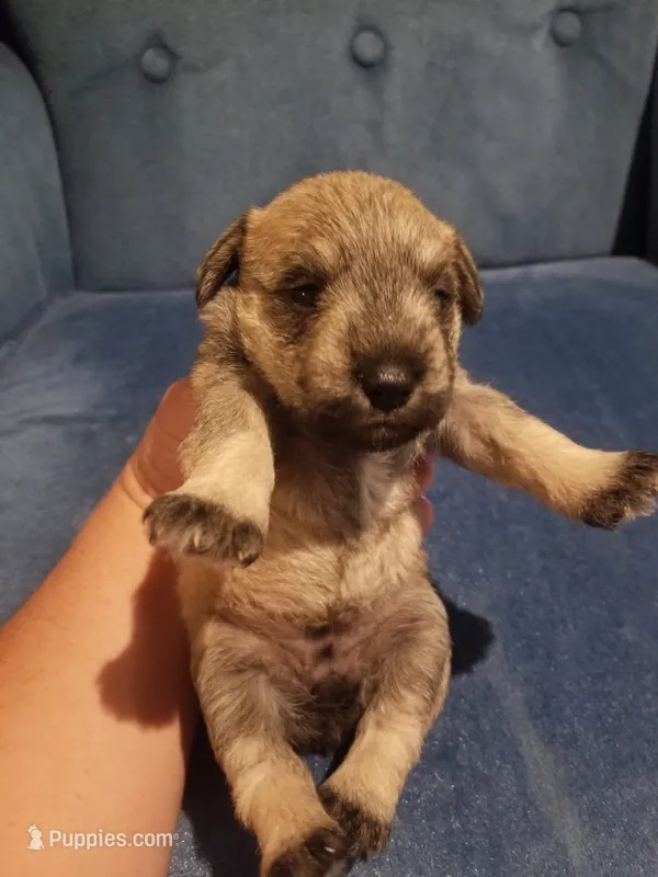 Ashley – Miniature Schnauzer puppy for sale in Kansas City, KS