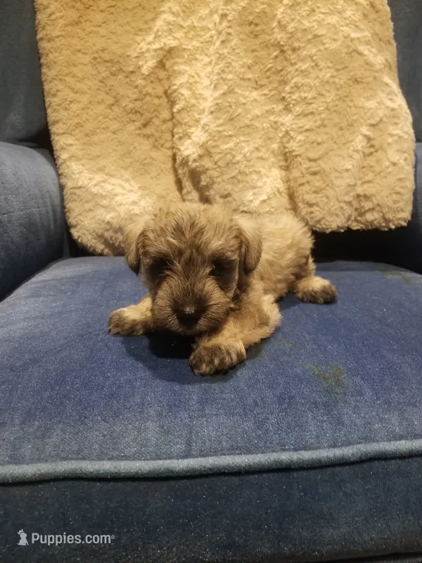 Ashley – Miniature Schnauzer puppy for sale in Kansas City, KS