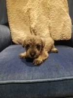 Ashley, a female Miniature Schnauzer for sale in Kansas City, KS – 3 of 4